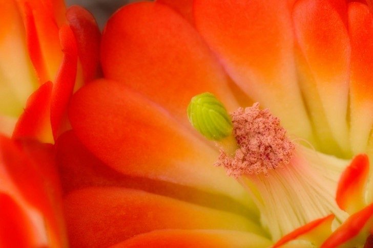 Flor naranja HD